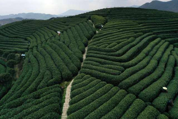 hangzhou tea garden.jpg