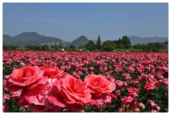 Xinsha island Hangzhou roses.jpg