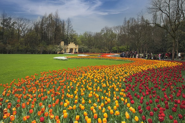 Spring blossoms across China: Six destinations to enjoy springtime