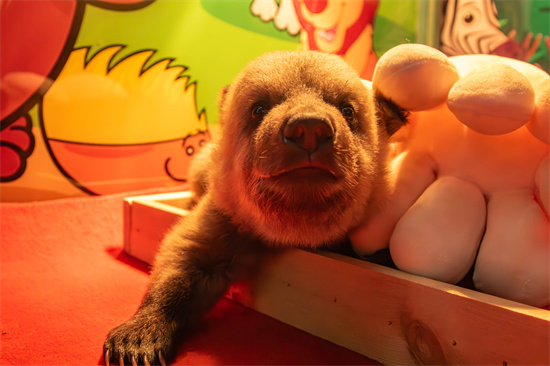 Adorable brown bear cub with a big voice draws attention