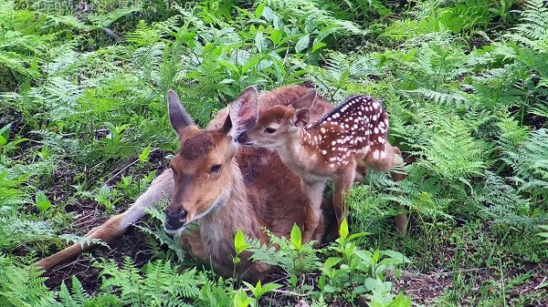 Qingliang Peak welcomes first sika deer of the year