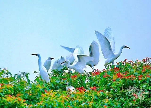 Scenery of tidal flat wetland along Qiantang River in Hangzhou