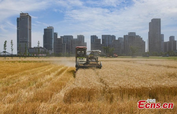 Harmony of rural harvest and urban skyscrapers in Hangzhou