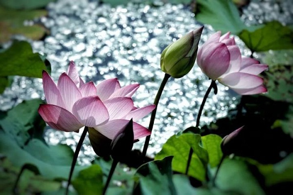 A summer breeze on Xianghu Lake