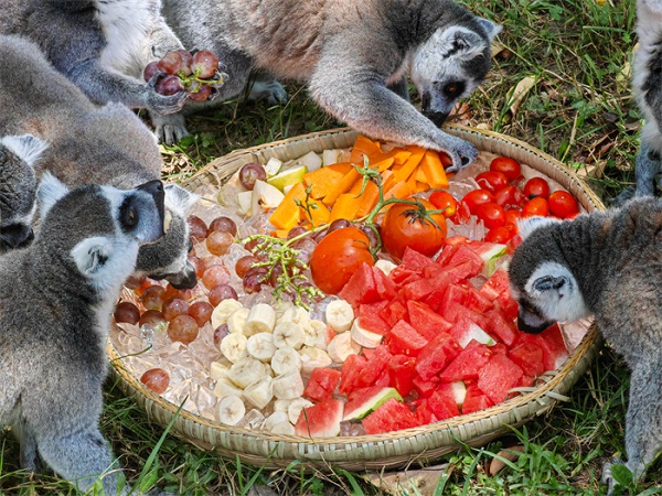 How Hangzhou Safari Park animals beat the summer heat