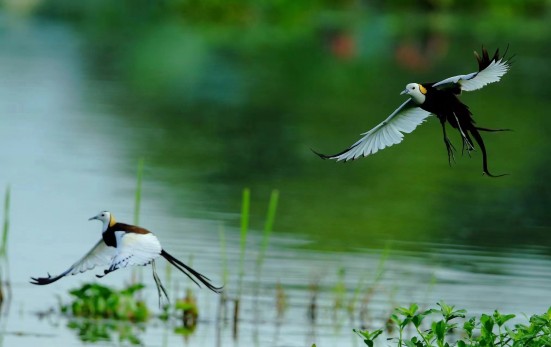 'Water Phoenix' lays eggs in Xixi Wetland
