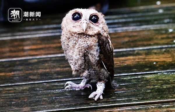 Six young owls released back into the wild in Hangzhou