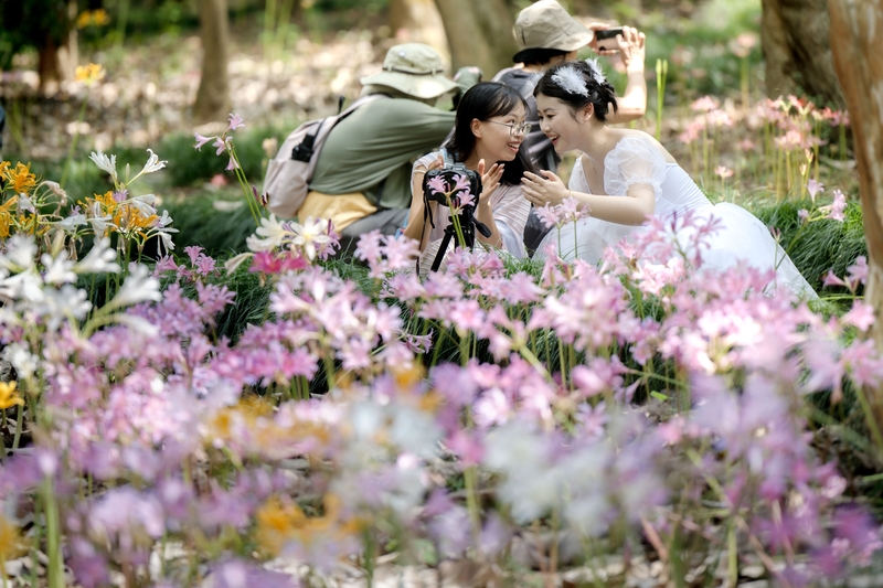 Hangzhou Botanical Garden showcases stunning lycoris flower bloom