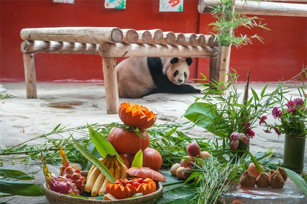 Giant panda celebrates 19th birthday at Hangzhou Safari Park