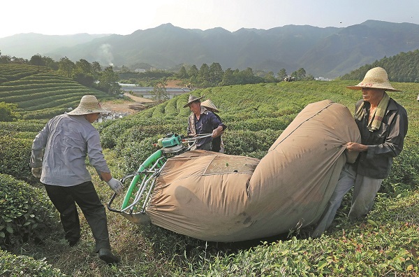 Summer tea harvest