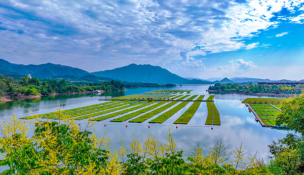 Chun'an's floating gardens thrive