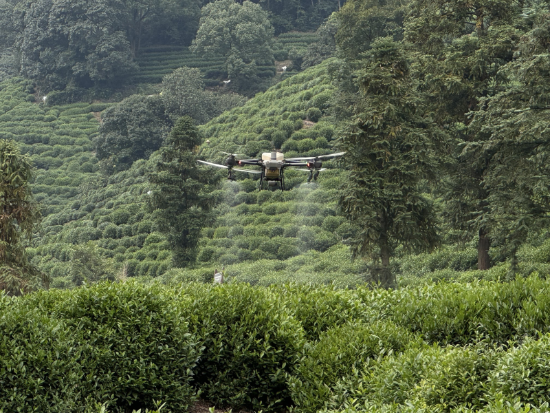 Drones assist Hangzhou farmers in tea gardening