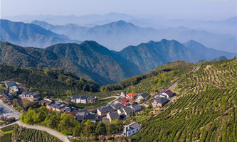 Yunwu tea in Hangzhou enters harvest season