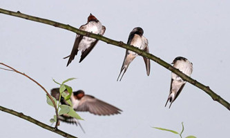 Flocks of swallows spotted around West Lake