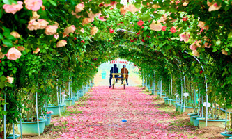 Rose garden in Hangzhou Xinshan Island reopens to public