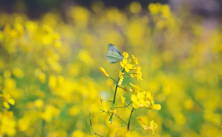 Rapeseed flowers turn Hangzhou gold in early winter