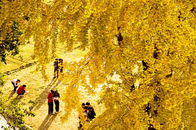 Autumn map in Fuyang