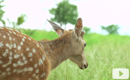 Hangzhou Eye episode 34: New life in the Orchard