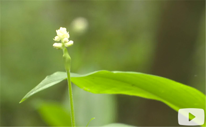 Hangzhou Eye episode 46: The ingenious designer and her plant-dyeing house