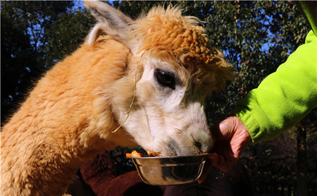 Animals enjoy customized Laba congee in Hangzhou