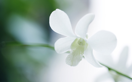 Spring flowers vying for tourists in Zhejiang province