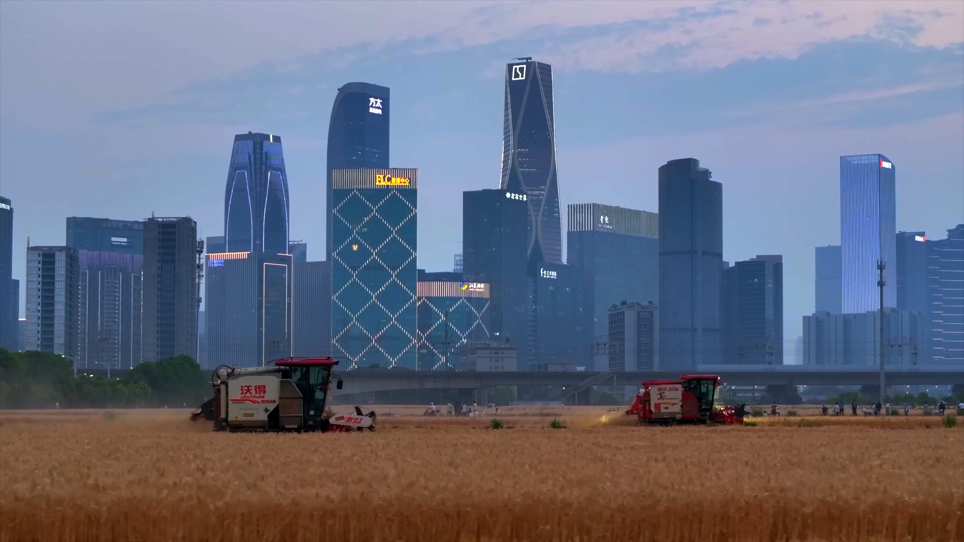 Hangzhou wheat field video goes viral, netizens call it 'true modernization'