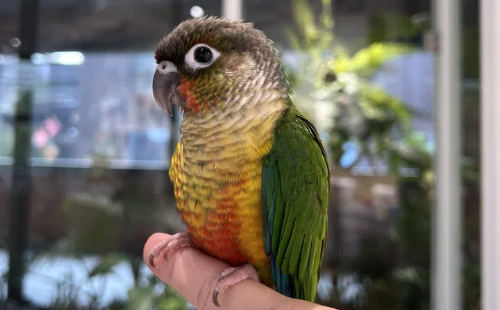 Bird cafes take flight in Hangzhou, offering unique feathered fun