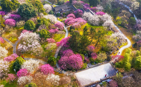 Plum trees bloom in Hangzhou