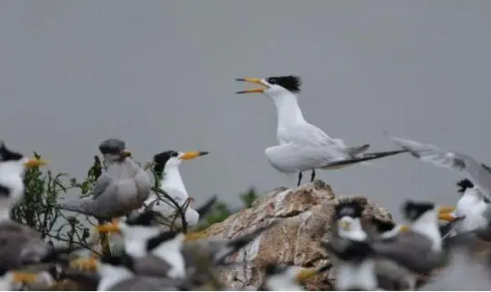 Zhejiang museum team seeks island seabird monitors